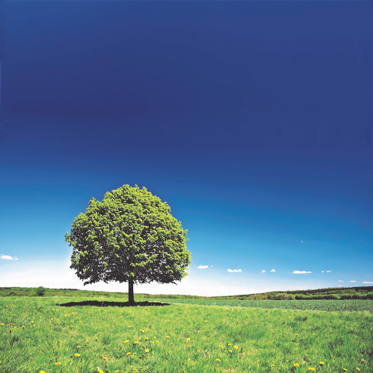 Apotheke Baum, Apotheke in Gladenbach