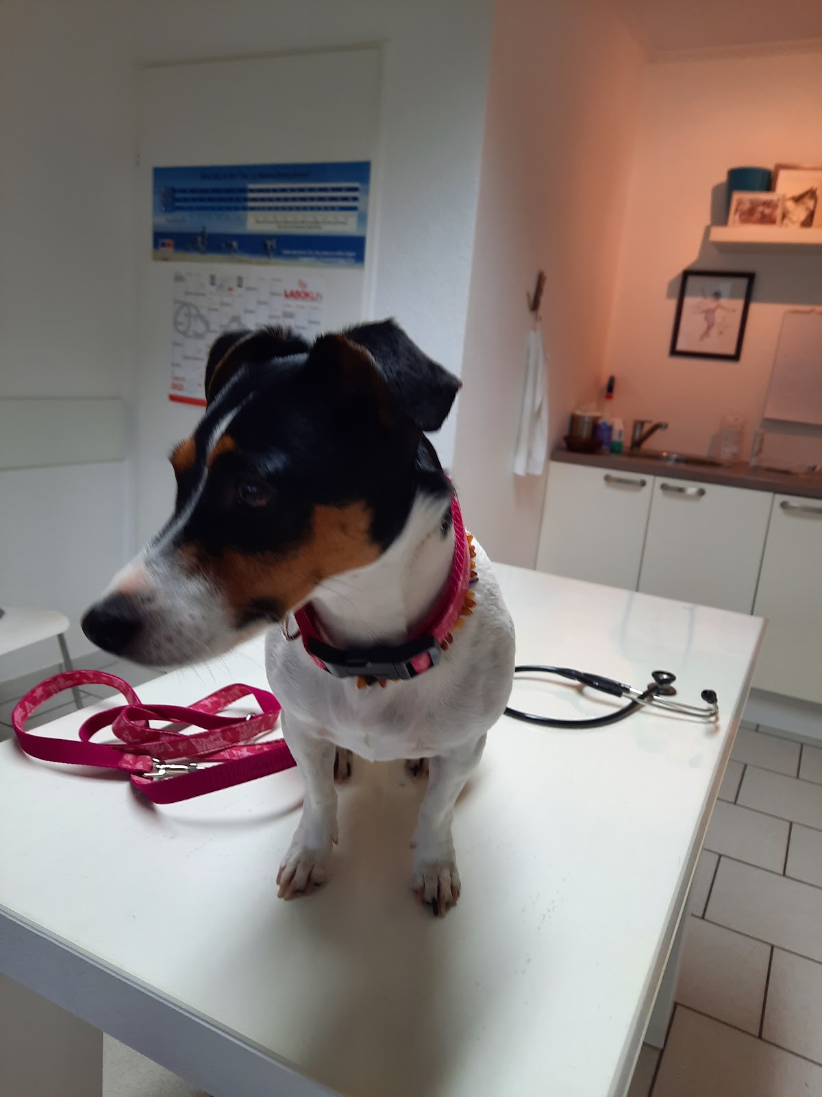 Dr. med. vet. Saskia Offeney Tierärztin