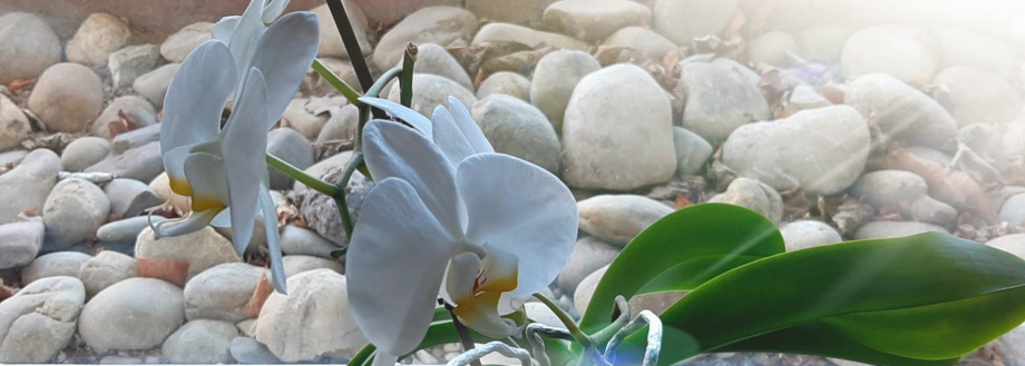 GesundFitShiatsu Praktikerin Angela Marien