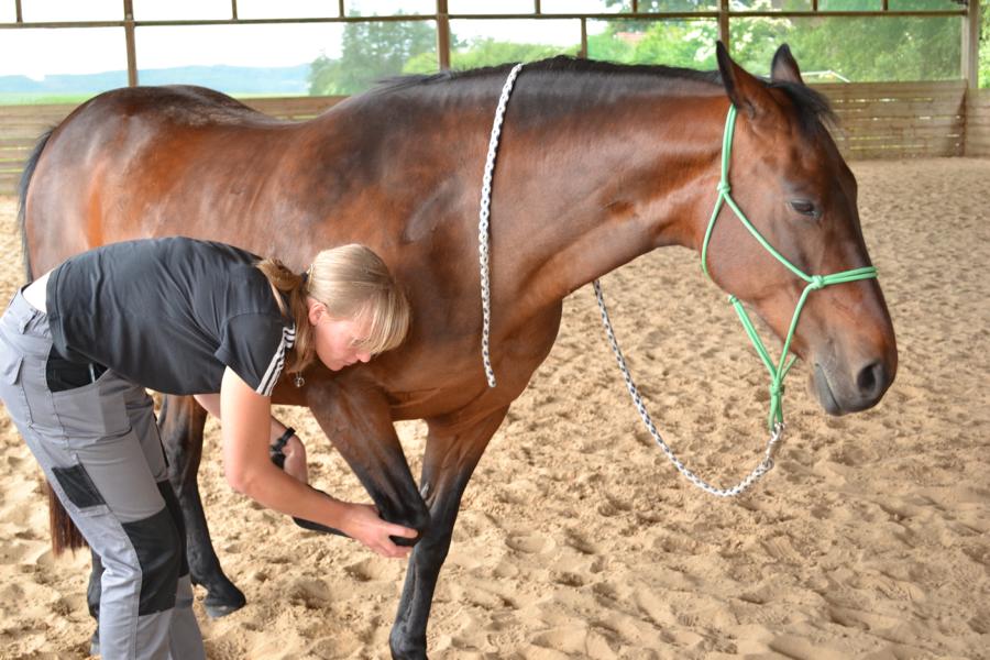Bewegungsfreiheit Tierphysio- & Osteotherapie Carolin Brandau, Physiotherapie in Eschwege – Foto 1 von 1