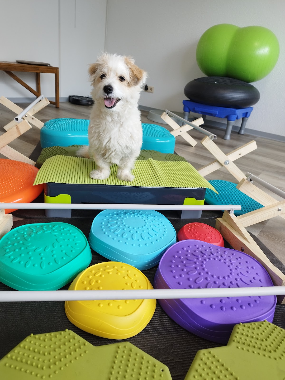 Fitte Felle - Praxis für Hundephysiotherapie