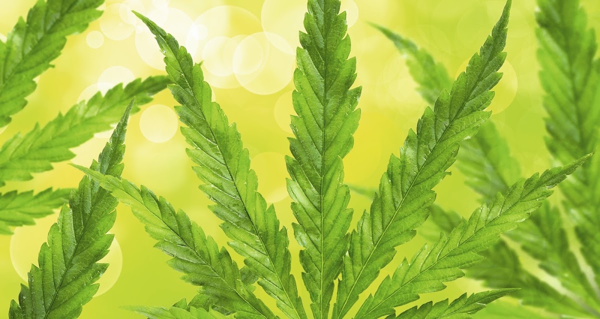 Cannabis-Apotheke-Pohlheim, Apotheke in Pohlheim – Foto 1 von 1