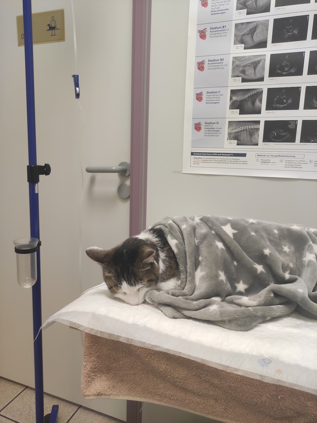 Dr. med. vet. Christine Lukesch Tierärztin, Arzt in Hungen