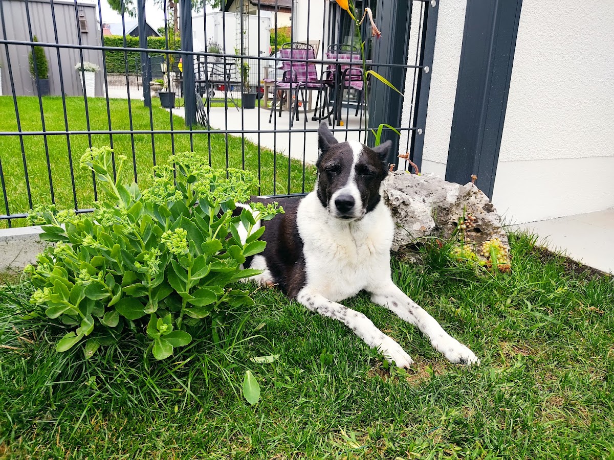 Dr.med.vet. Kathrin Minck, Tierarzt in Ober-Ramstadt