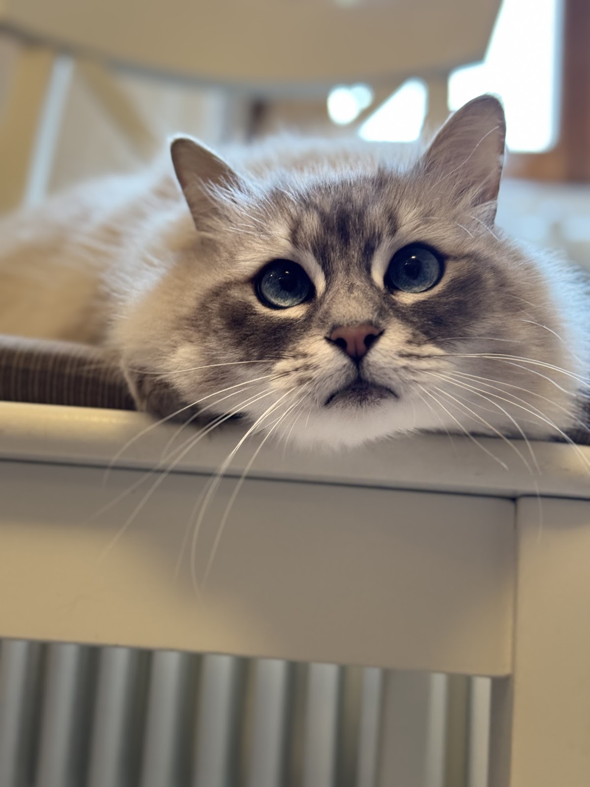 Dr. med. vet. Michaela Seifert, Tierarzt in Meißner