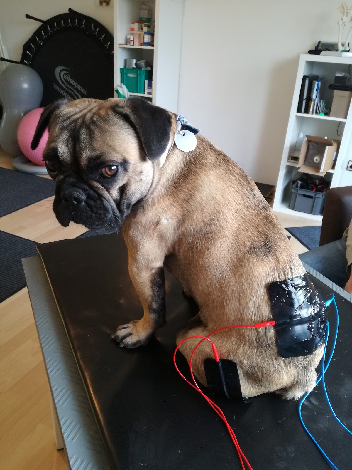 Hundephysiotherapie, Physiotherapie Hund & Pferd Tierheilpraxis M. Stein