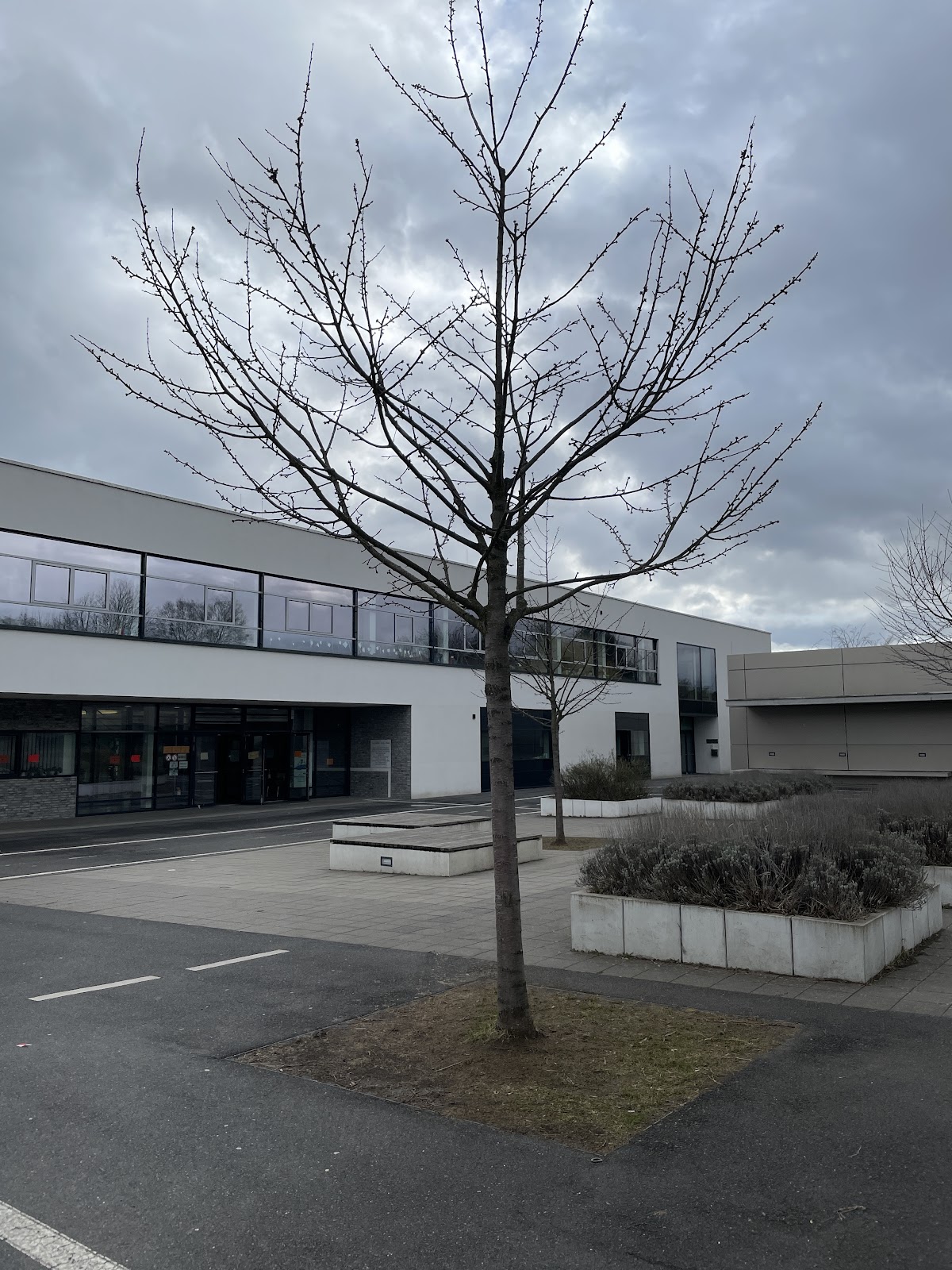 Geschwister-Scholl-Schule, Schule in Steinbach (Taunus)