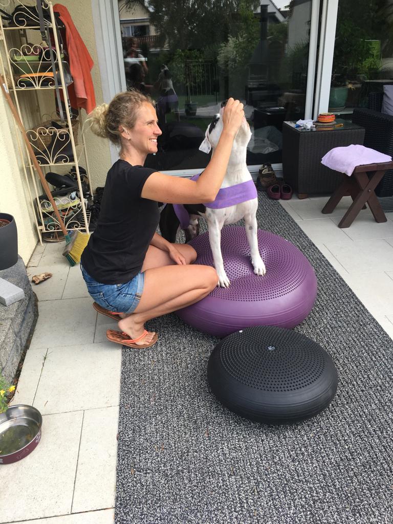 Jenny's Hundeglück - Tierphysiotherapie & -akupunktur, Tierpflege in Mainhausen