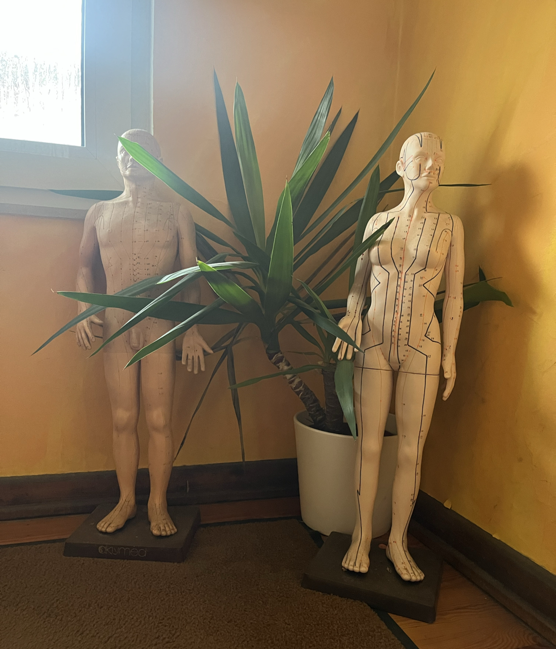 Praxis für Naturheilkunde, Akupunktur, Wirbelsäulen- und Schmerztherapie Heilpraktikerin Petra Heinl, Arzt in Neckarsteinach