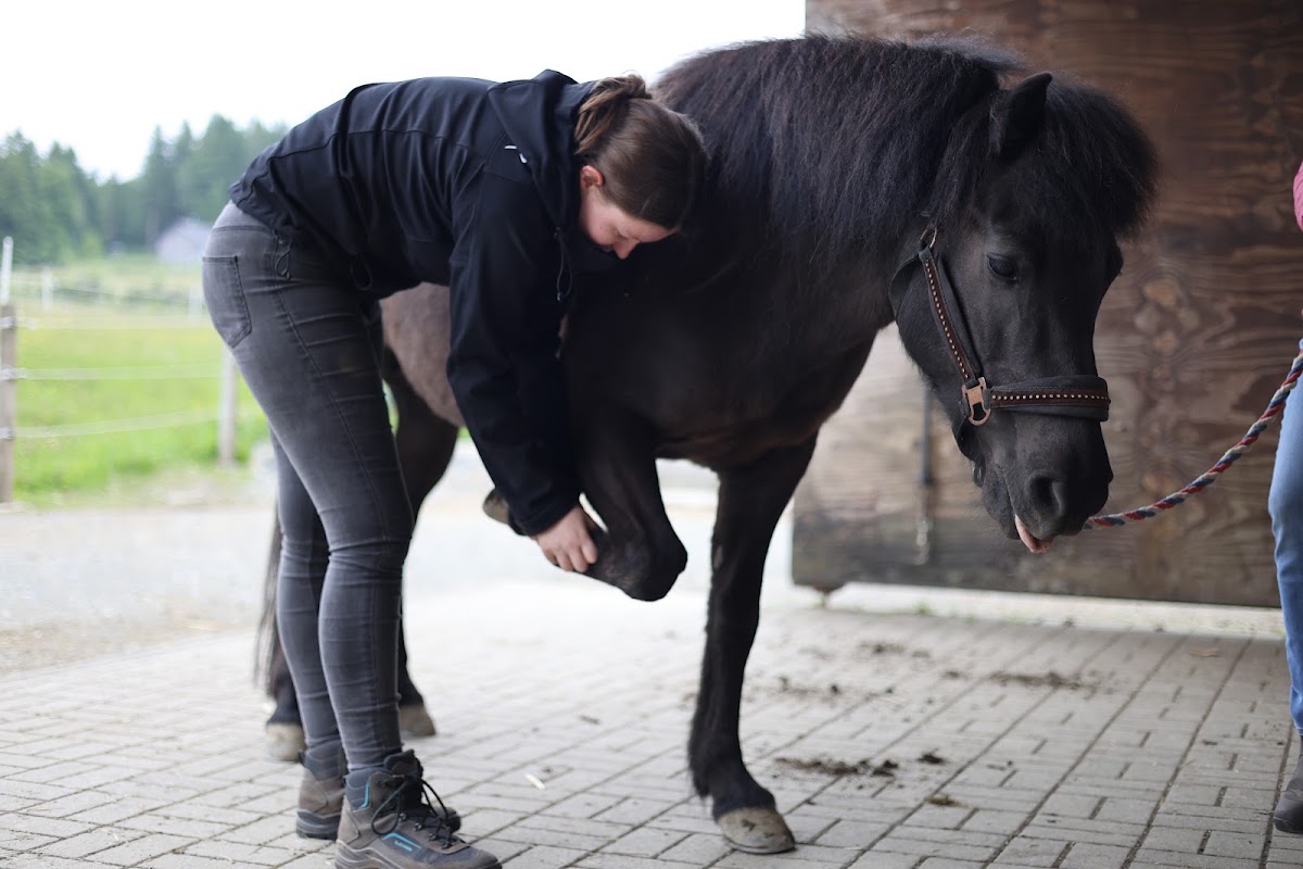 Tierphysiotherapie EderPhysio Nina Giebel, Physiotherapie in Battenberg (Eder) – Foto 1 von 1