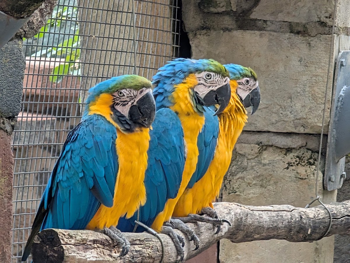Vogelburg Weilrod, Vogelpark in Weilrod