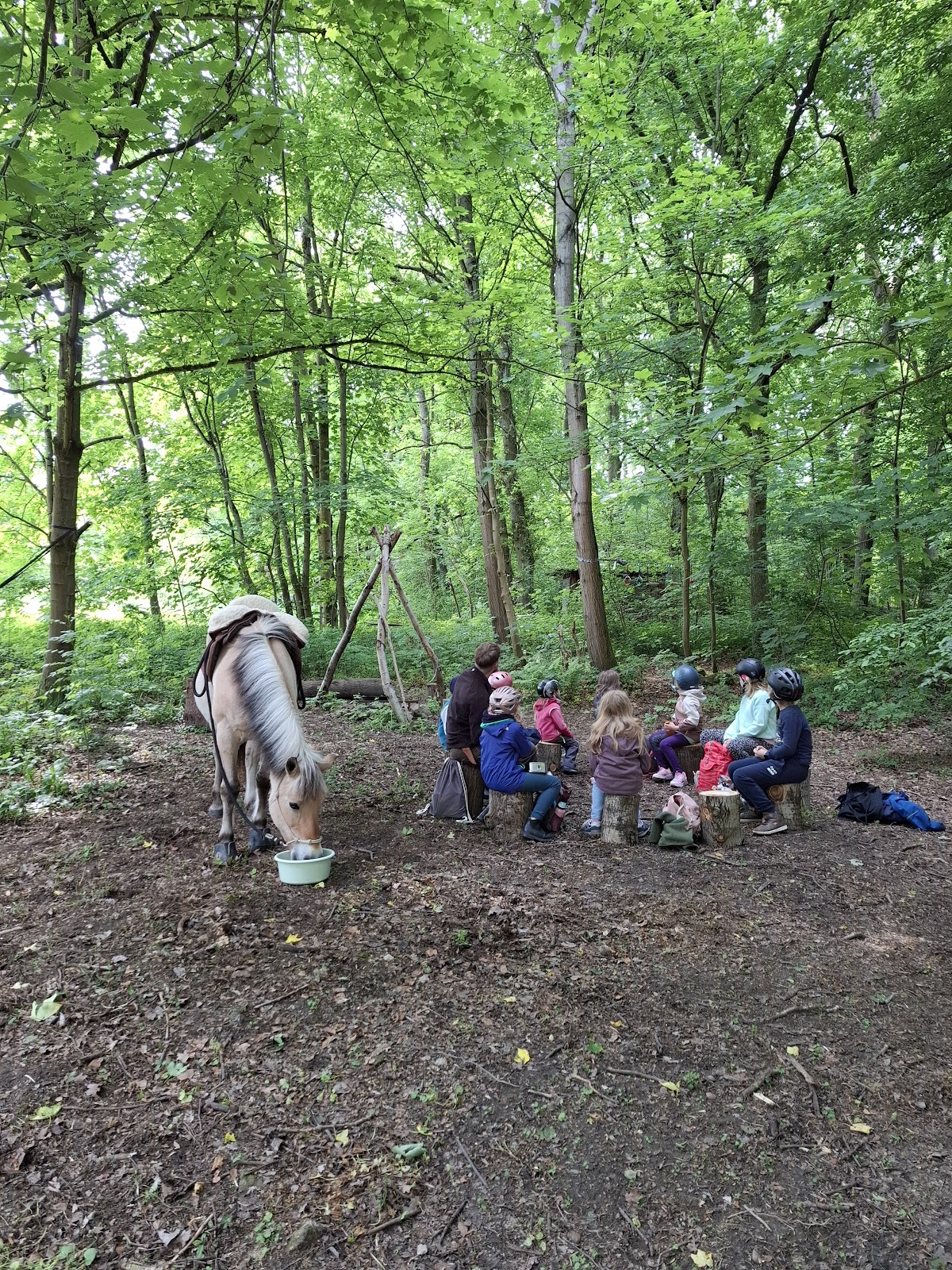 Wald & Pferd - Schule für Naturverbindungen, Schule in Söhrewald
