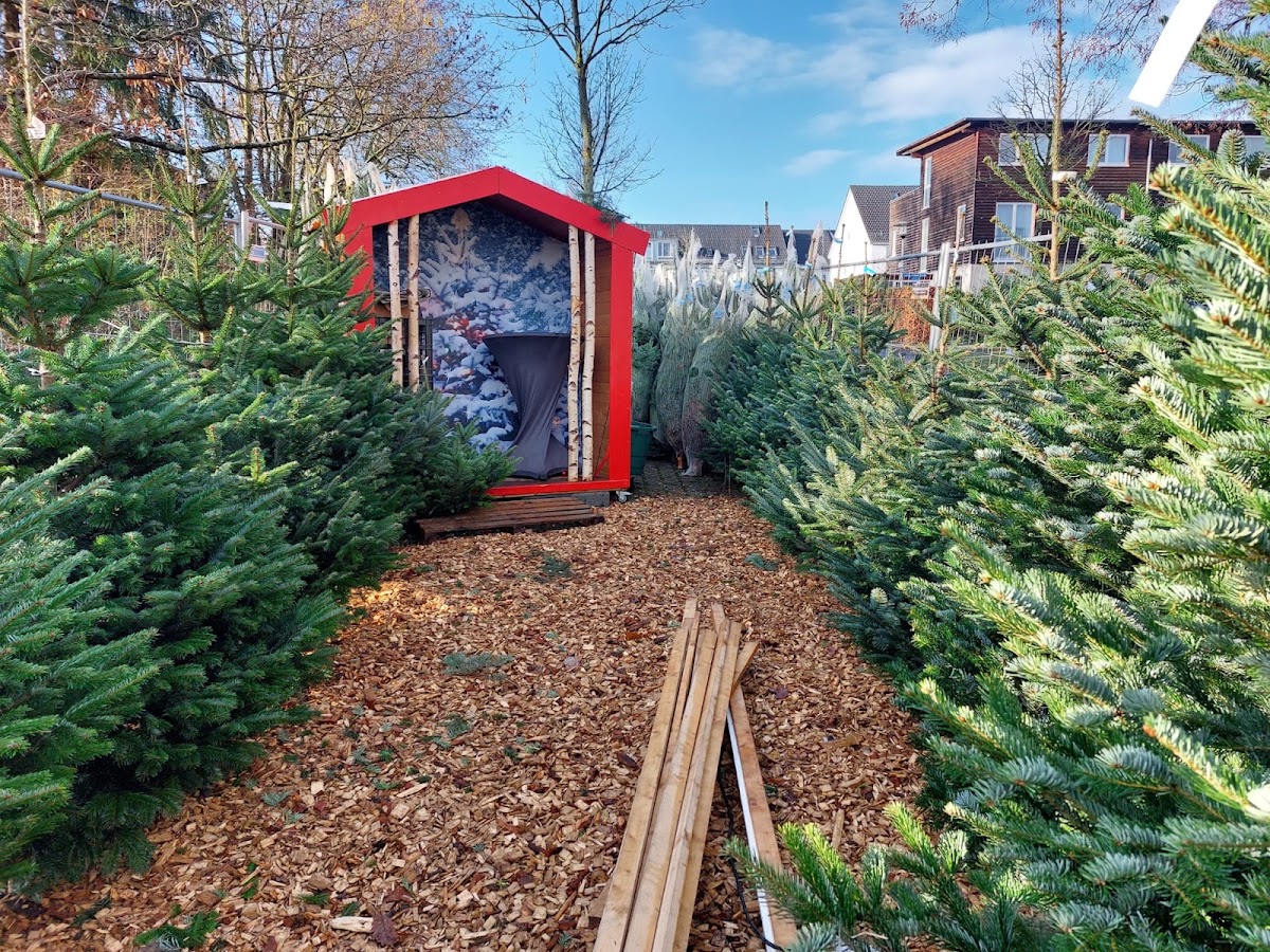 Weihnachtsbaum Taxi, Taxi in Kassel – Foto 1 von 1